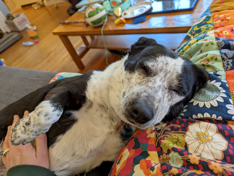 My cute dog Maple, asleep and smiling, resting on a handmade patchwork quilt on the couch :)