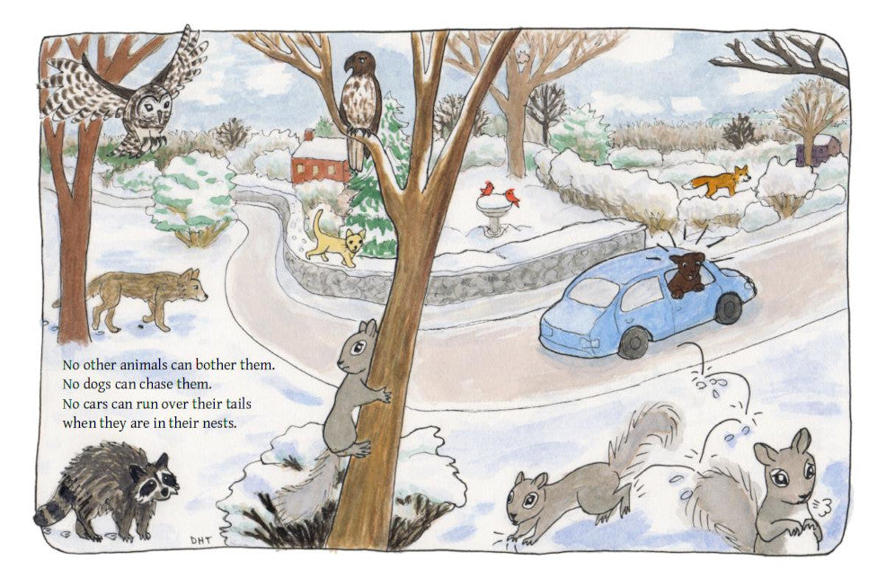 A Squirrel's Winter, Children's Book written by Jan Brown Shedd, illustrated by Dorothy Tully