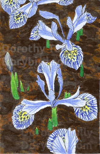 Watercolor illustration of Katharine Hodgkin irises, light blue and white, speckled and striped on yellow, in rich brown soil. 5x7 signed art print by Dorothy Tully